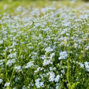 Spring Days Online Academy