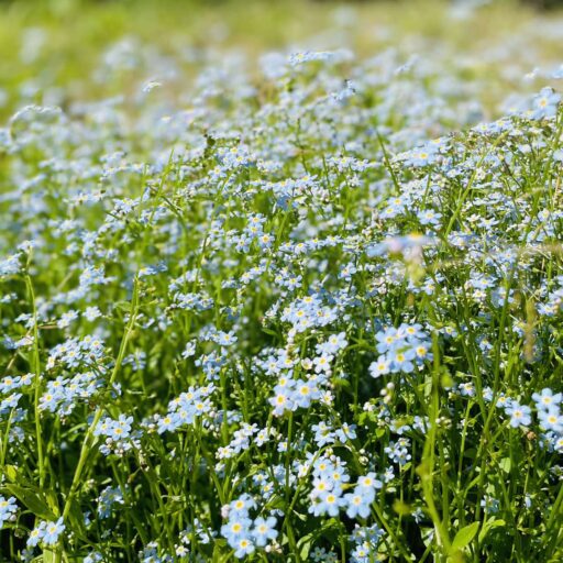 Spring Days Online Academy